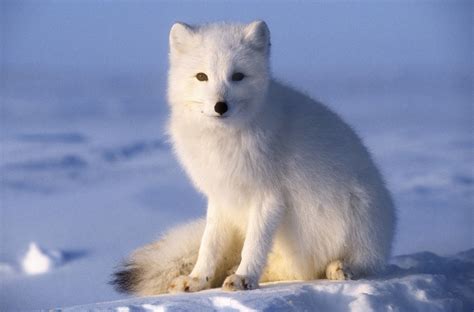 Arctic Fox Facts (Vulpes lagopus)