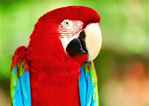 22 Scarlet Macaw Facts: Guide to the Beautiful Ara macao | JustBirding