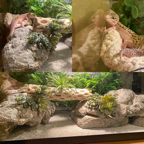 My 20-Gallon Long Leopard Gecko Enclosure Set-Up | Leopard gecko ...