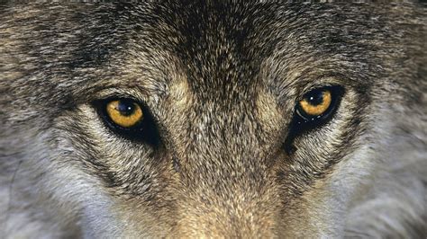 1920X1080 Wolf Eyes Wallpapers - Top Free 1920X1080 Wolf Eyes ...