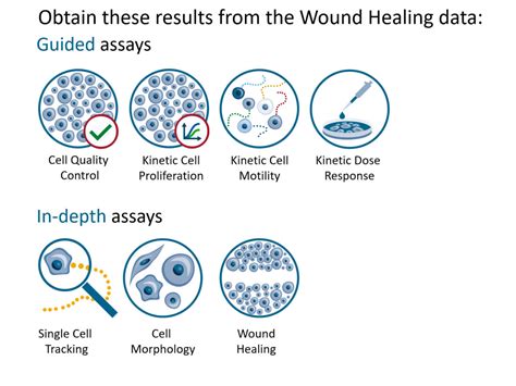 HoloMonitor® Wound Healing Assay Protocol - Phase Holographic Imaging