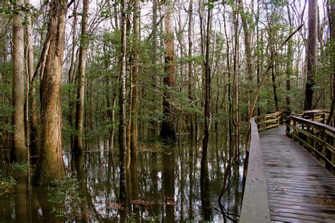 congaree national park - Google Search | Congaree national park ...