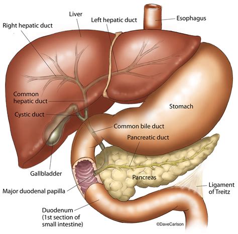 Abdominal Anatomy Pancreas The Pancreas Anatomy Duct System | The Best ...