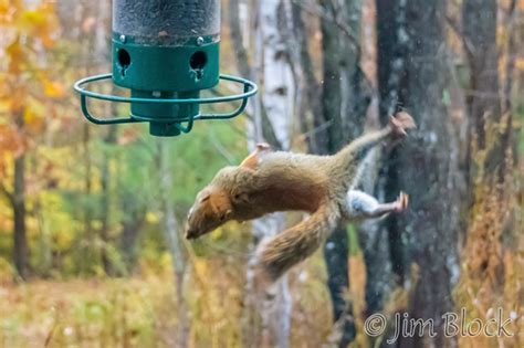 Index of /wp-content/gallery/bird-feeder-squirrel-spinner