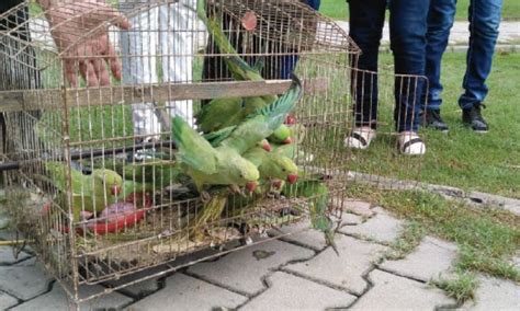 Green parrots released after being confiscated from traffickers ...