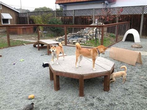 trendy-outdoor-dog-playground-ideas - Housetodecor.com