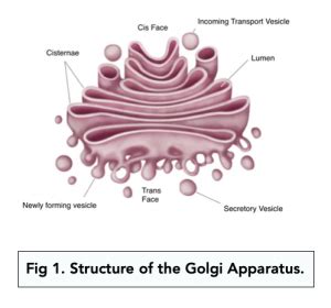 Eukaryotic Cells: The Golgi Apparatus and Lysosomes (A-level Biology ...