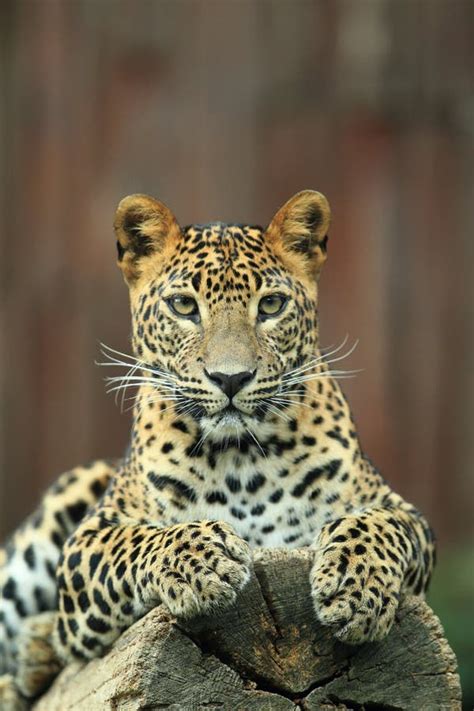 Sri Lankan Leopard Stock Image - Image: 27018251