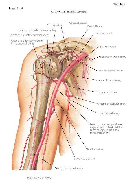 VASCULAR ANATOMY OF SHOULDER The blood supply to the upper extremity is ...