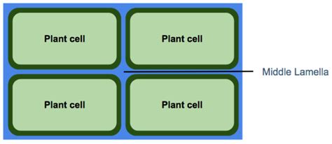 Where is the middle lamella found in a cell?