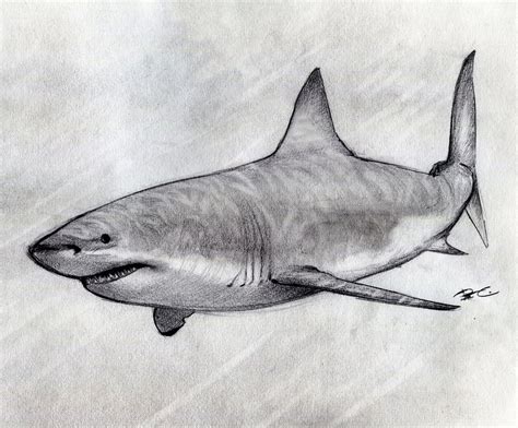 Shark Pencil Drawing at PaintingValley.com | Explore collection of ...