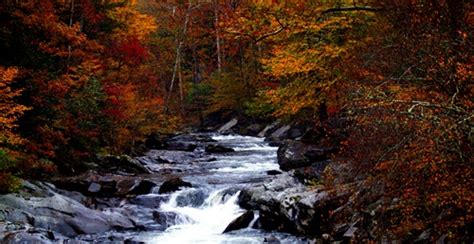 Fall Foliage | Great Smoky Mountains Guide