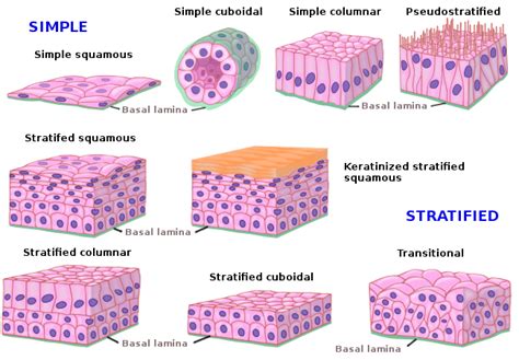 Animal tissues. Covering epithelium. Atlas of Plant and Animal Histology.