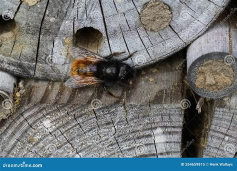 Closeup on a Female European Orchard Horned Mason Bee, Osmia Cornuta in ...