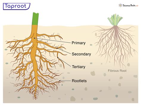 Taproot - Definition, Examples, Functions, and Diagram