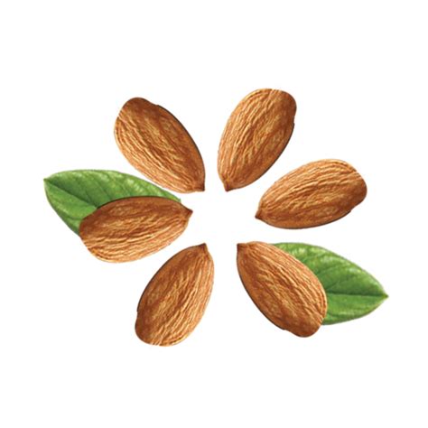 Almond Nuts Beneficial Properties & Health Facts | Veggies Info