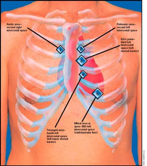 Healthy Ranula: Free Download Auscultation Sounds-Heart sounds and ...