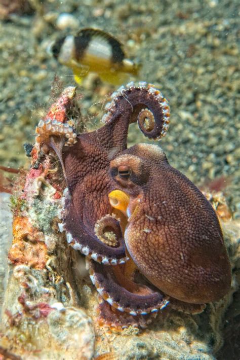 What Are An Octopus' Predators? - OctoNation - The Largest Octopus Fan ...