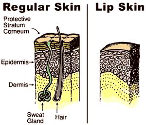 Why Are Lips Different From Other Skin Areas? » ScienceABC