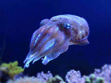 Cuttlefish Facts: The World's Most Unique Marine Animal - Owlcation