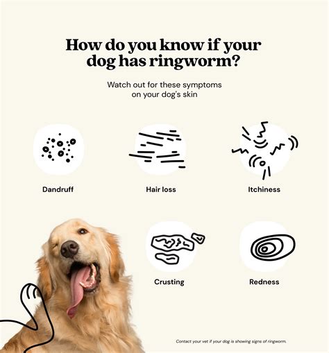 Can A Human Get Ringworm From A Dog