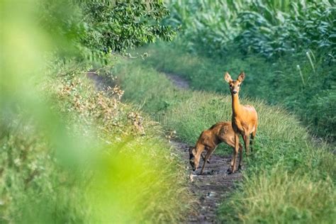 Female Roe Deer and Her Little Fawn. Stock Photo - Image of game ...