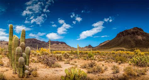 Temperate Desert Biome