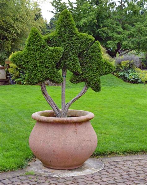 Topiary Trees - The Lost Art of Pruning