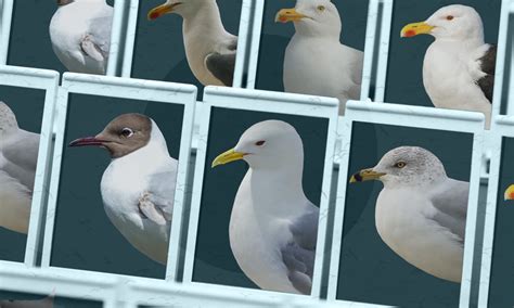 Seagulls | Press and Journal