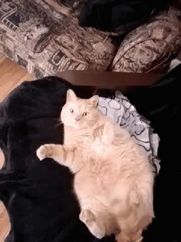 Cat Fat Cat GIF - Cat FatCat Chilling - Discover & Share GIFs