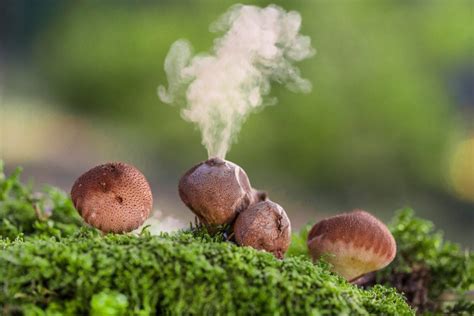 Puffball Mushroom - Meigs Point Nature Center