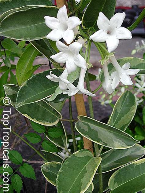 Stephanotis floribunda, Marsdenia floribunda, Bridal Bouquet ...