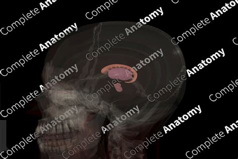 Corpus Striatum | Complete Anatomy