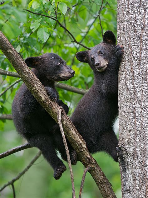 Black Bear Cubs | Sean Crane Photography