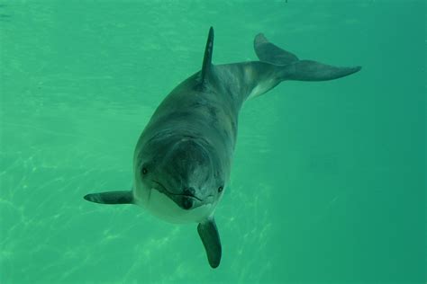 Harbour porpoise - Wikipedia