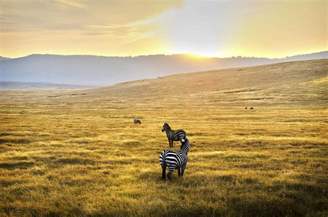 Serengeti National Park travel | Northern Tanzania, Tanzania - Lonely ...