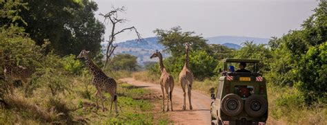 1 Day Akagera National Park Safari | Rwanda Safaris Tours