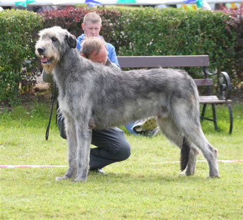 Irish Wolfhound