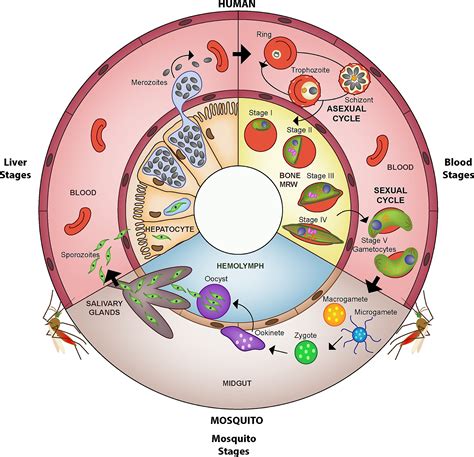 Plasmodium Simple Malaria Life Cycle Diagram / Proposed Three Step ...