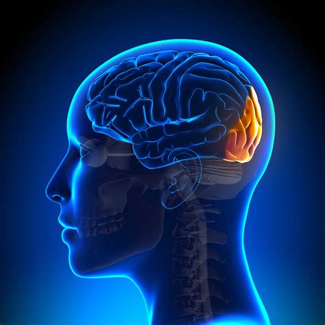 Occipital Lobe: Function, Location, and Structure