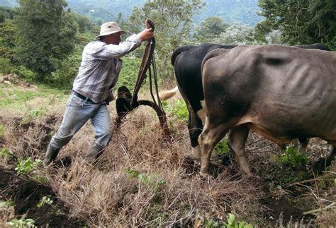 Oxen Plowing 3 Free Stock Photo - Public Domain Pictures