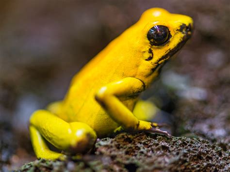 Chemists Re-Create Deadly Frog Poison In The Lab | NPR & Houston Public ...