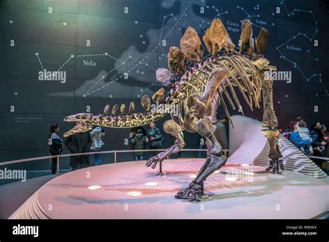 Dinosaurier Skelett, Natural History Museum, London, Vereinigtes ...