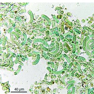 In Spirulina, cells are aggregated into filaments that tend to form ...