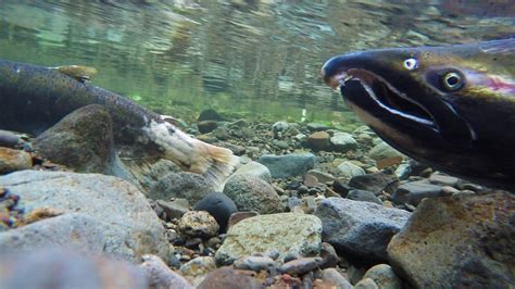 A Guide to Working In and Around A Fish Habitat - Denbow