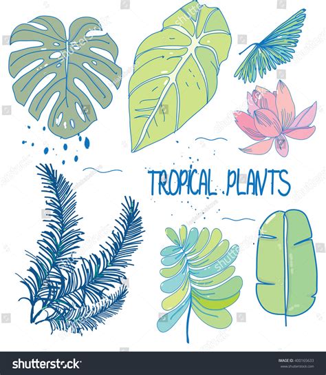 Drawing, Tropical Plant Leaves,Vector Illustration For Design On White ...