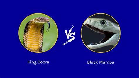 King Cobra vs. Black Mamba: Which Deadly Snake Would Win in a Fight ...