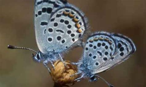 Smallest butterfly in the world inhabits Sinai protectorates ...