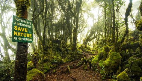 THE MOSSY FOREST OF GUNUNG IRAU - Hiking Malaysia