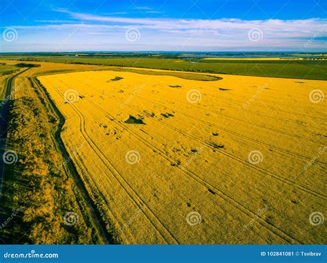 Aerial View of Canola Field at Sunset in Australia. Stock Image - Image ...